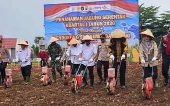 Ikut Tanam Raya Jagung di Pesawaran, Syukron Muchtar Dorong Ketahanan Pangan
