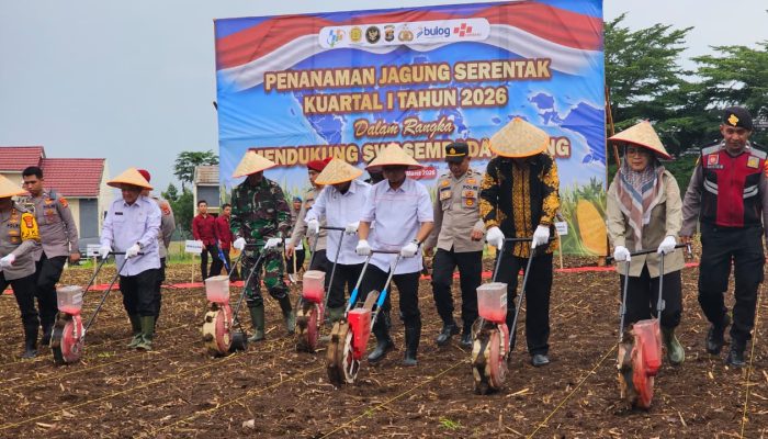 Ikut Tanam Raya Jagung di Pesawaran, Syukron Muchtar Dorong Ketahanan Pangan