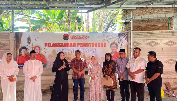 Sembelih 14 Ekor Hewan Kurban, PDIP Lampung Berbagi Kasih dengan Kader dan Masyarakat