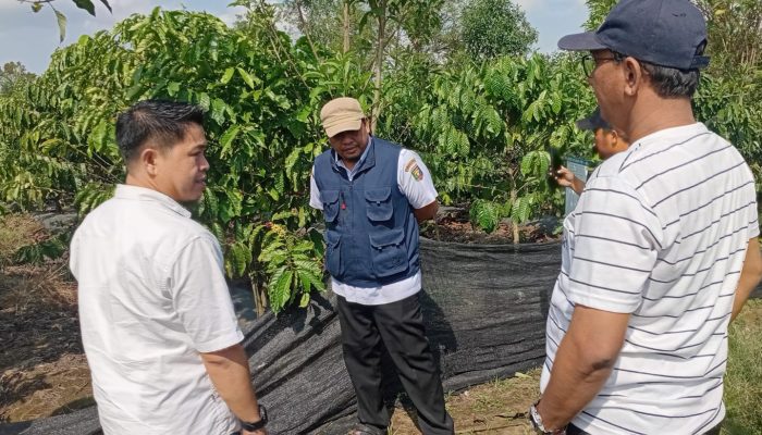 PHC Mirza Buktikan Hasil Nyata, Kebun Kopi Hanakau Lambar Tumbuh Lebih Cepat dan Berbunga Lebih Awal