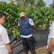 PHC Mirza Buktikan Hasil Nyata, Kebun Kopi Hanakau Lambar Tumbuh Lebih Cepat dan Berbunga Lebih Awal